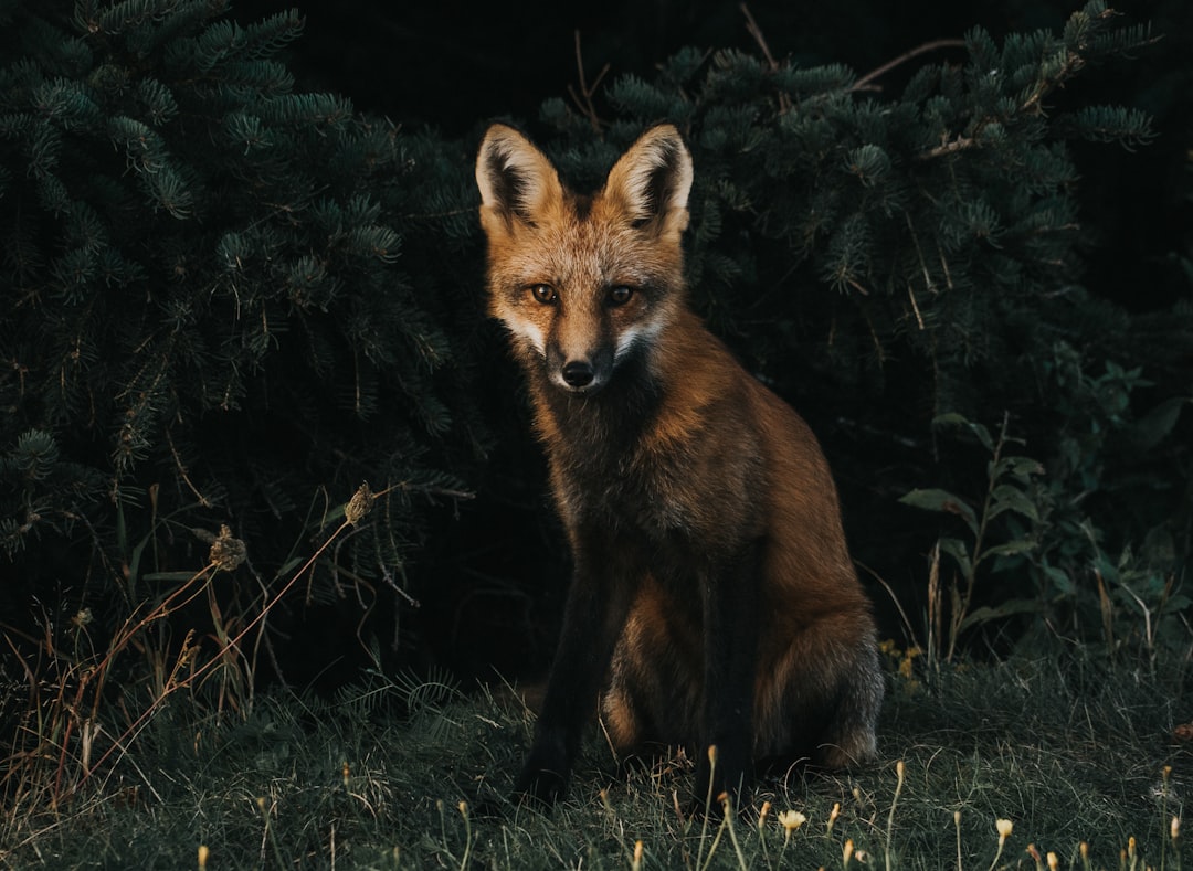 Wildlife photo spot Cavendish Beach Thunder Cove Road