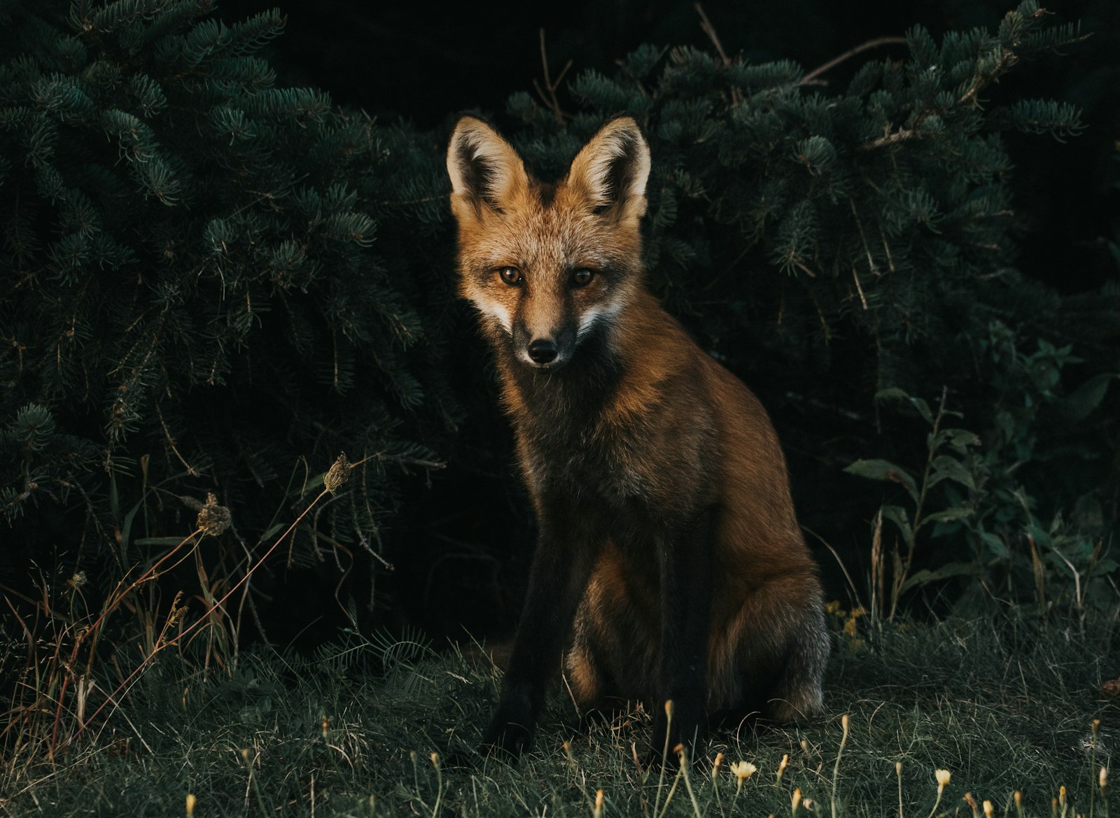 Sony a7S sample photo. Red fox illustration photography