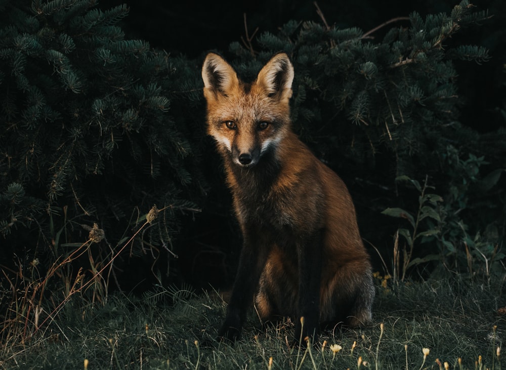 red fox illustration