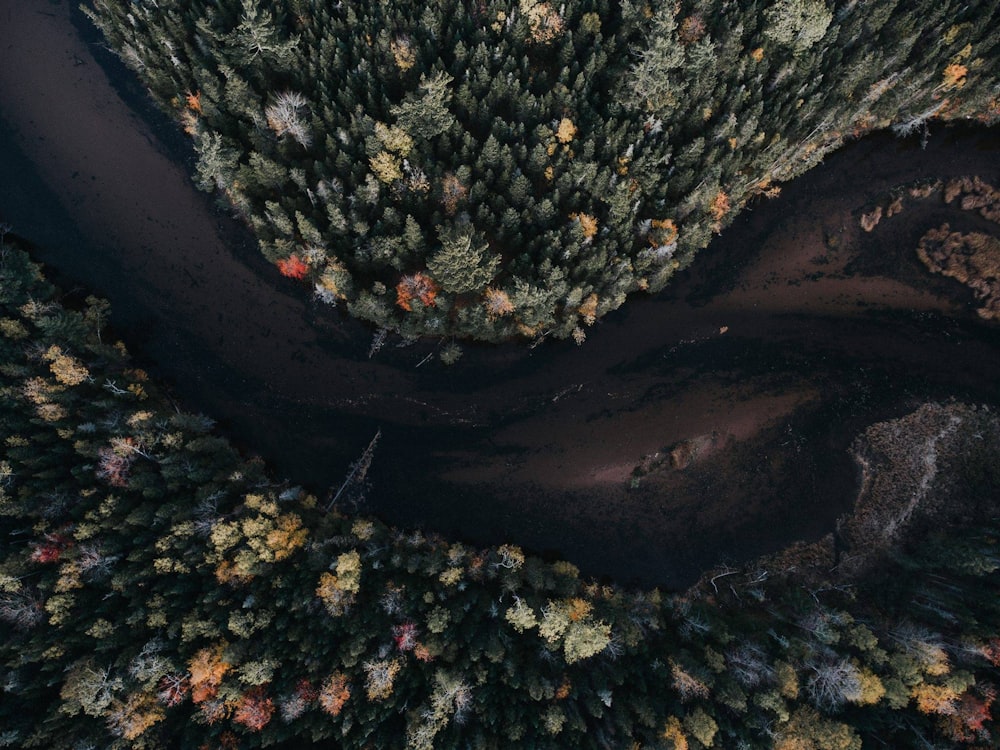 Photographie aérienne d’un arbre et d’un plan d’eau