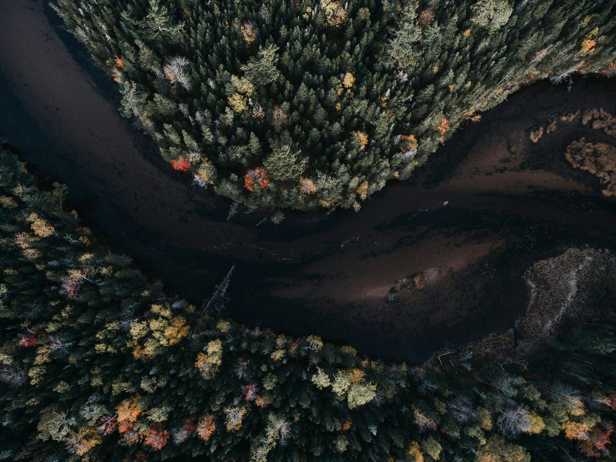 aerial photography of tree and body of water