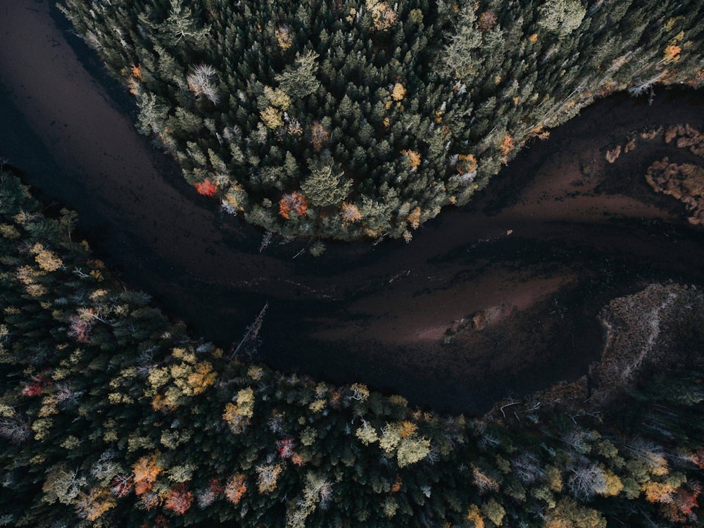 aerial photography of tree and body of water