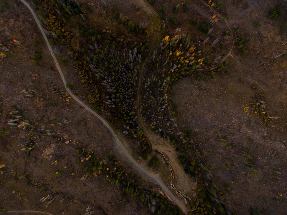 Photographie aérienne d’une route entourée d’arbres