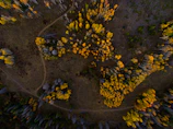 Aerial view of a winding forest trail with black and orange autumn leaves.
