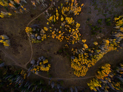 Aerial view of a winding forest trail with black and orange autumn leaves.