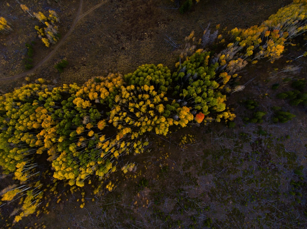 Photographie en contre-plongée fleurs de pétales jaunes en grappe pendant la journée