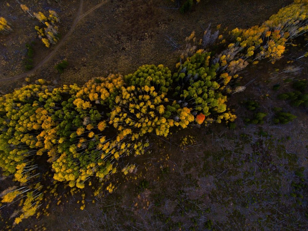 low angle photography yellow clustered petal flowers during daytime