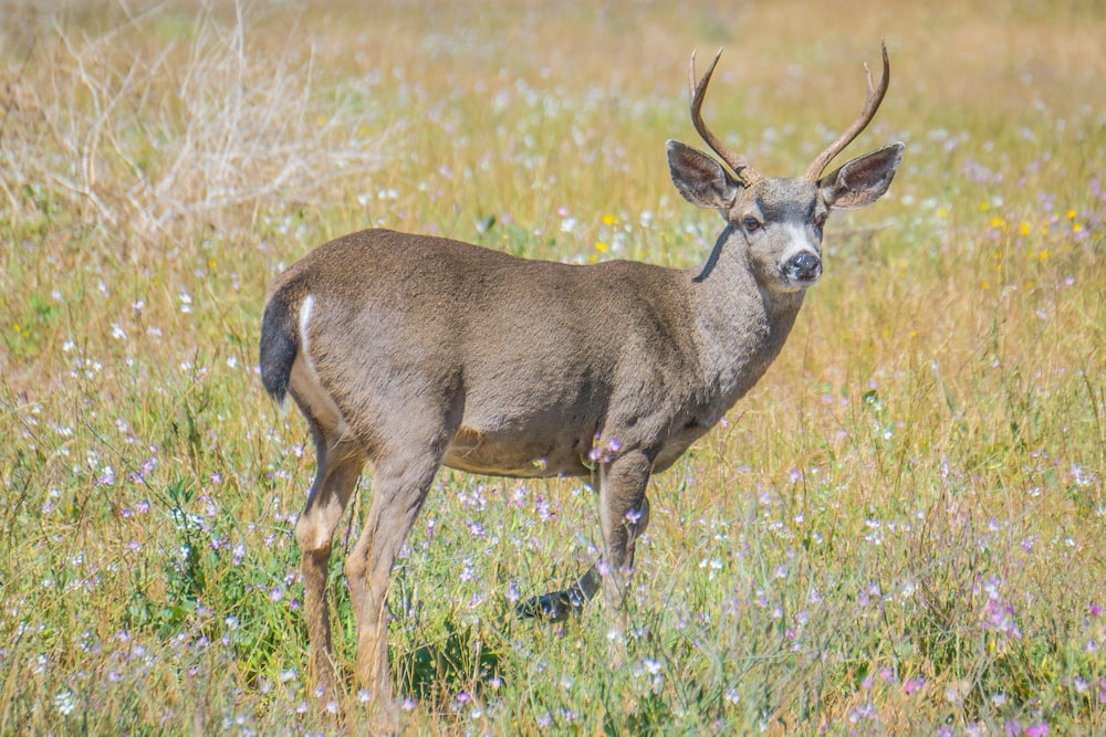 brown deer standing on grass