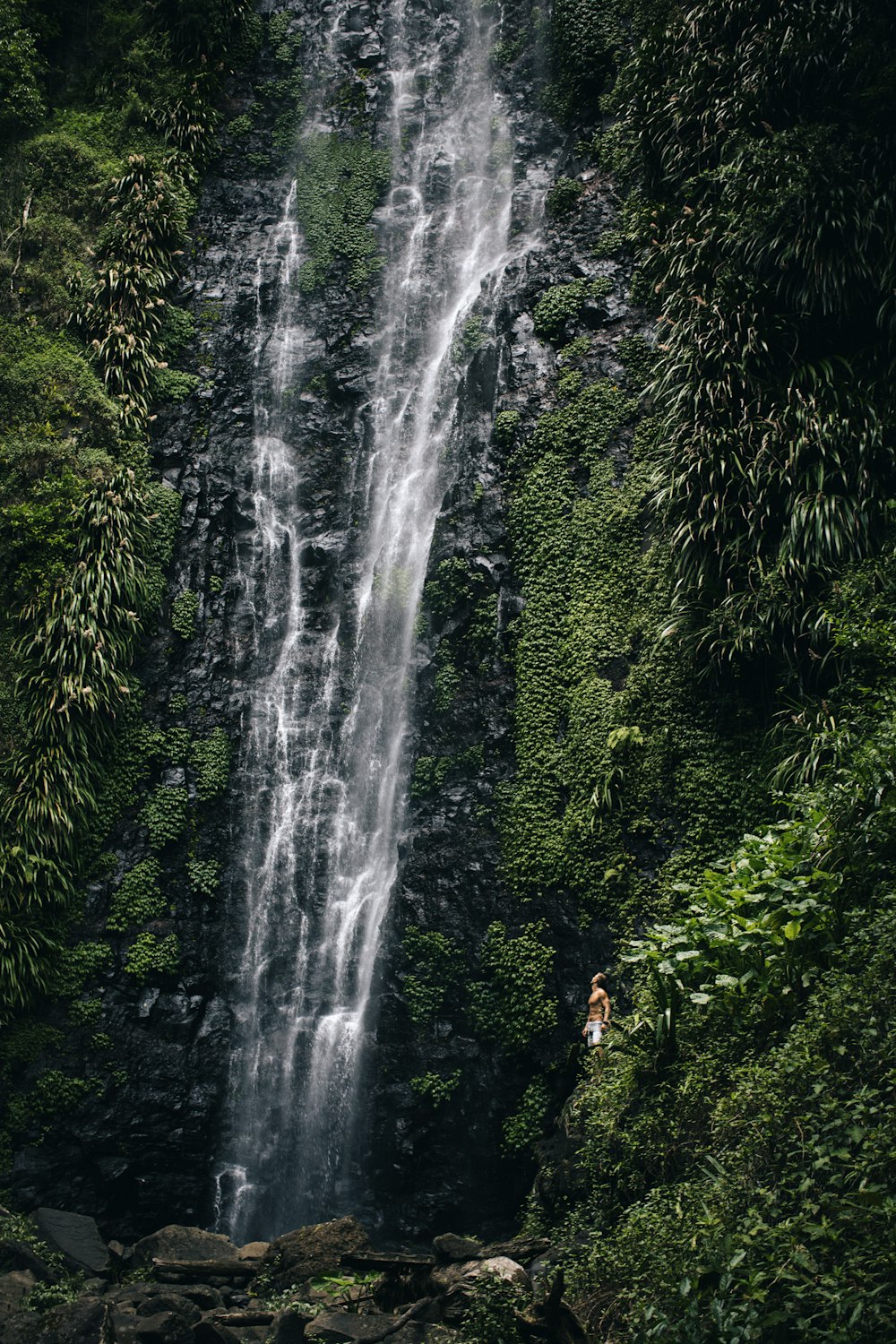 cascade près des plantes vertes