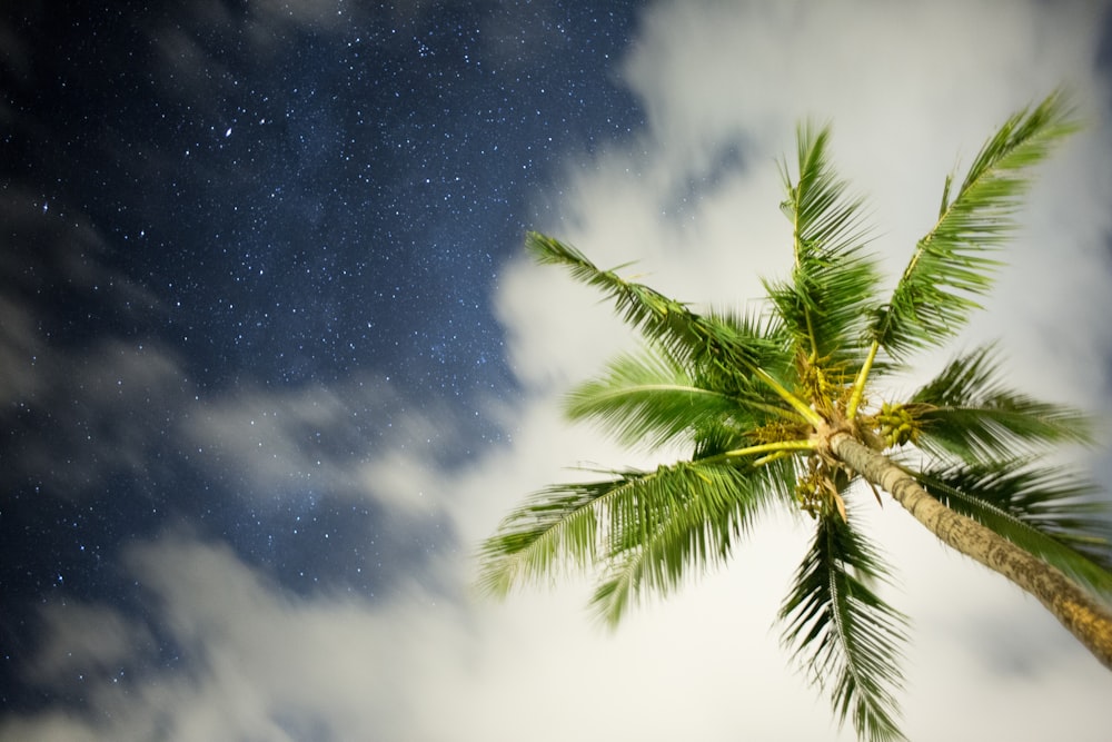 worm's-eye view photo of green coconut tree