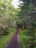 A pathway leading through a tranquil forest setting.