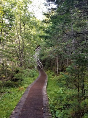 A pathway leading through a tranquil forest setting.