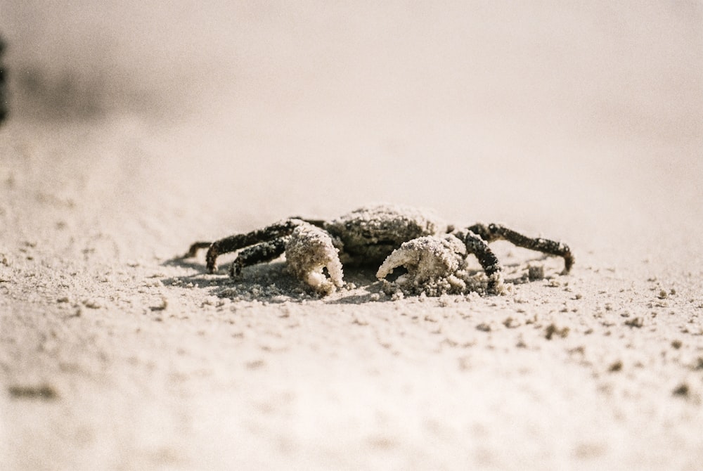 Selektive Fokusfotografie von Krabben auf weißem Sand