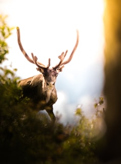 close-up photography of brown moose