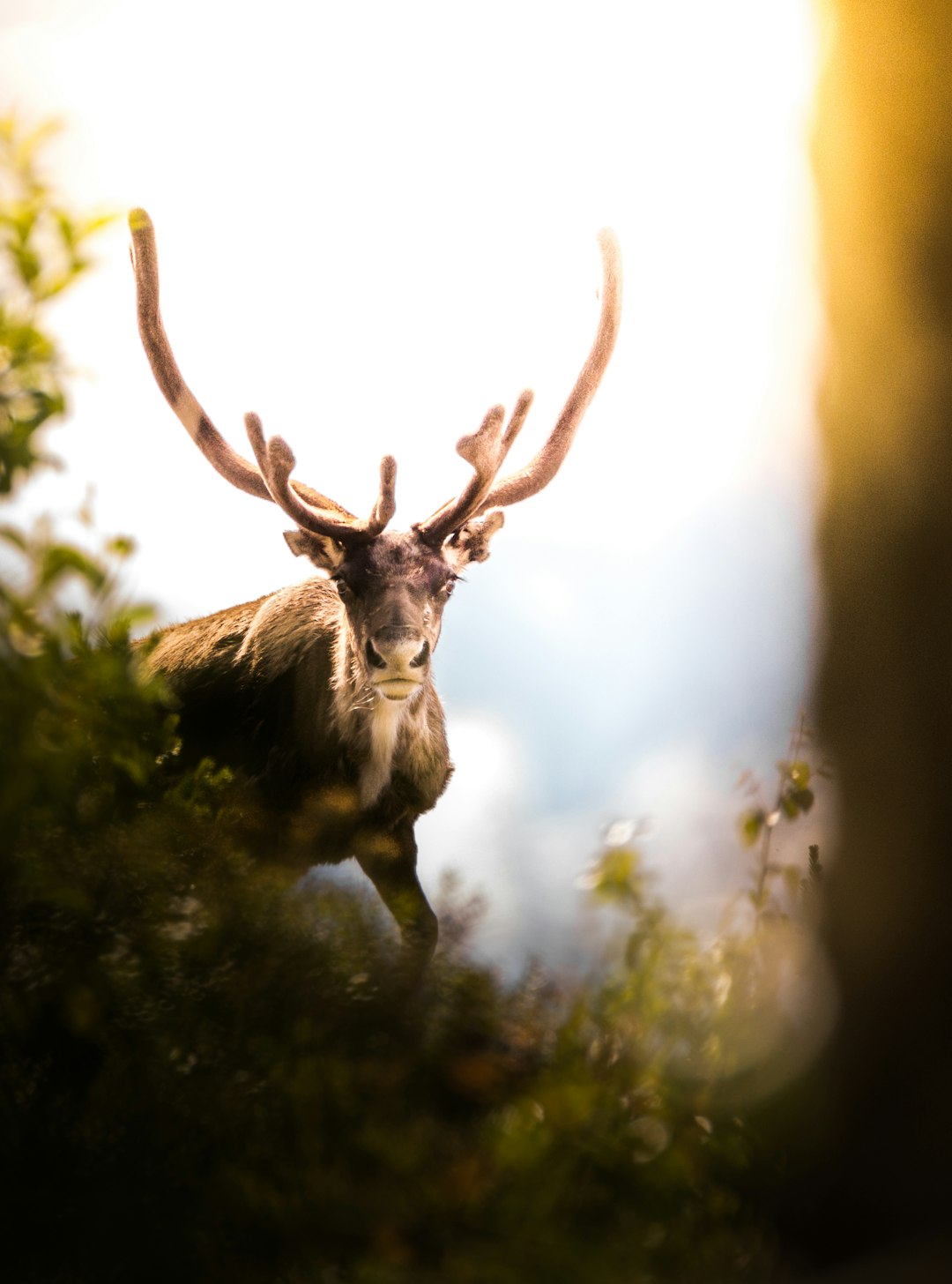 close-up photography of brown moose