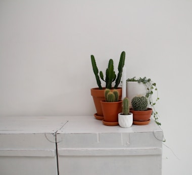 Succulents of various shapes and sizes displayed in minimalist pots