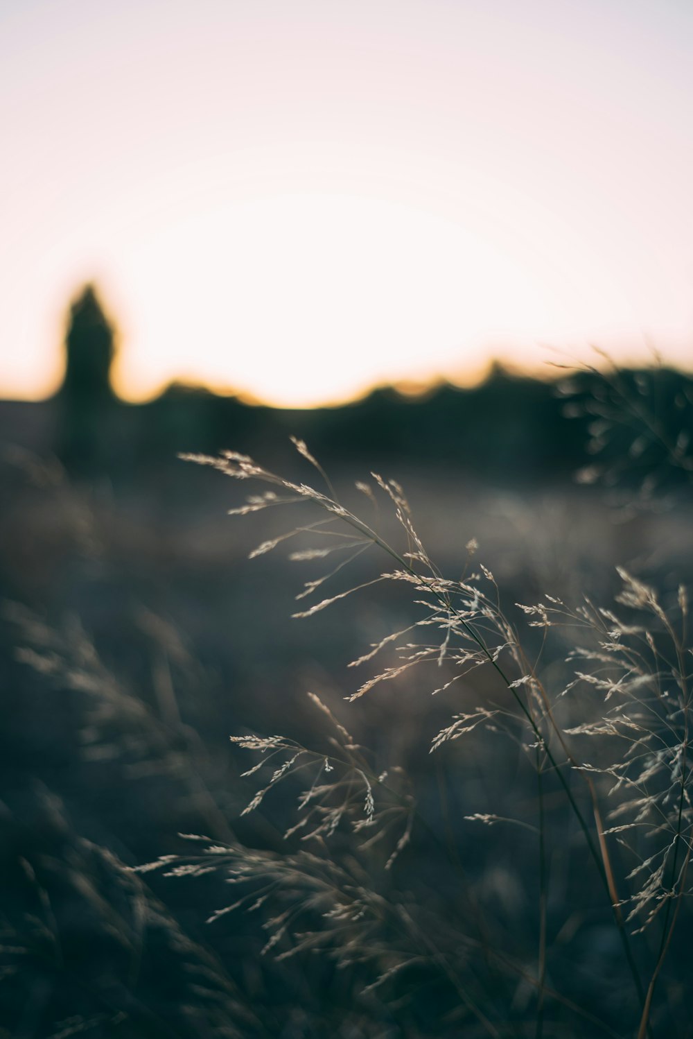 close view of grasses