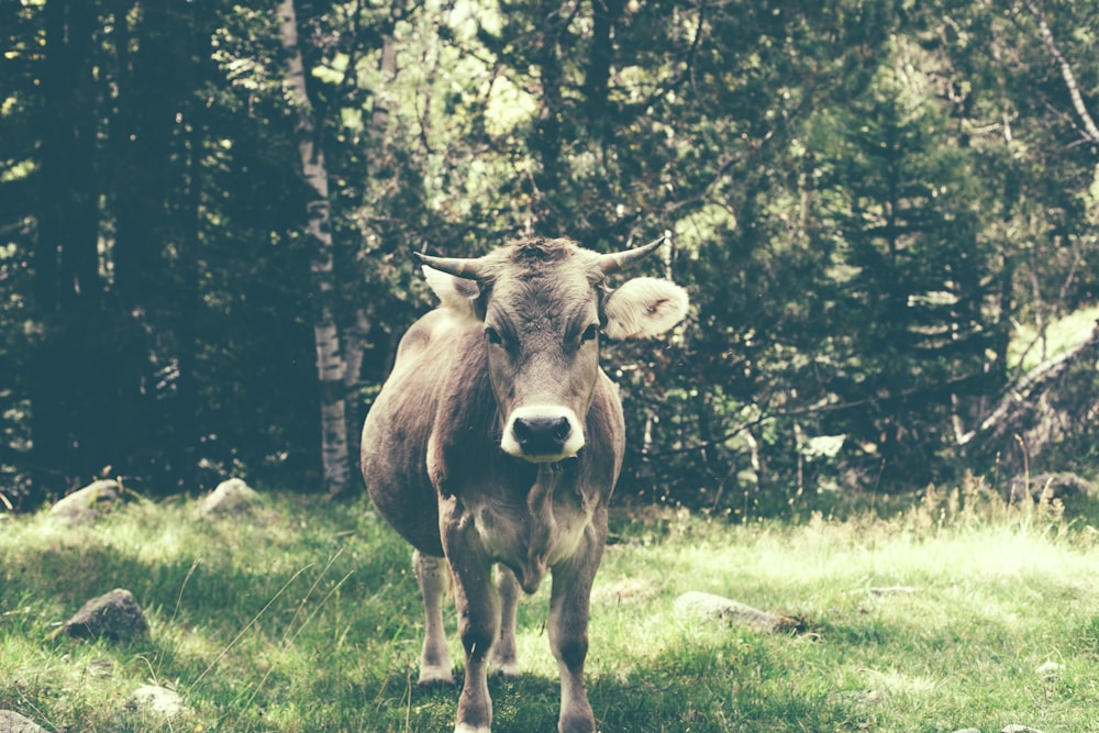 gray cow on green grass field during daytime