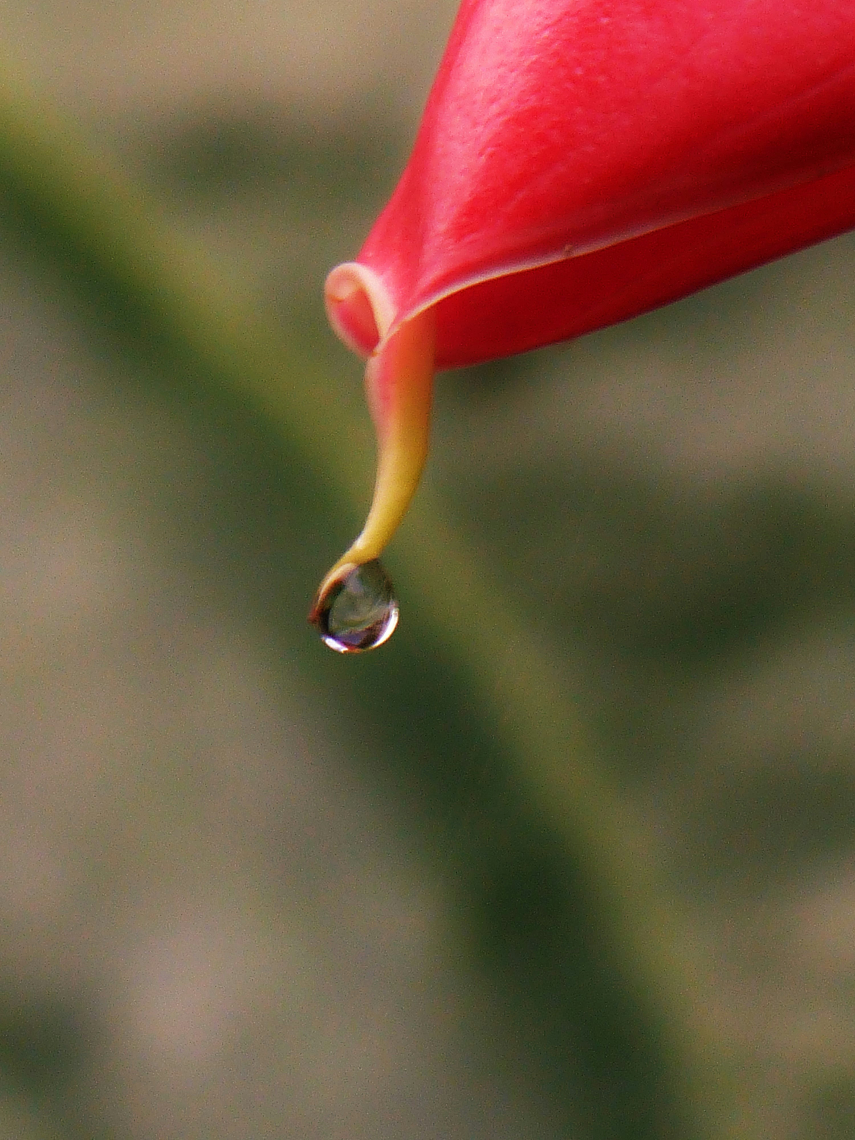 Cursos y productos naturales