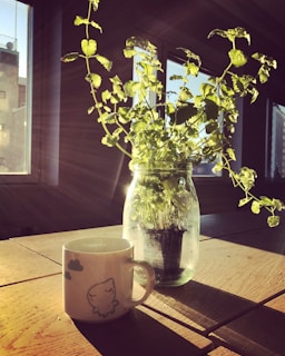 Sunlight streaming through a rustic farmhouse window onto a wooden table with fresh herbs and mason jars
