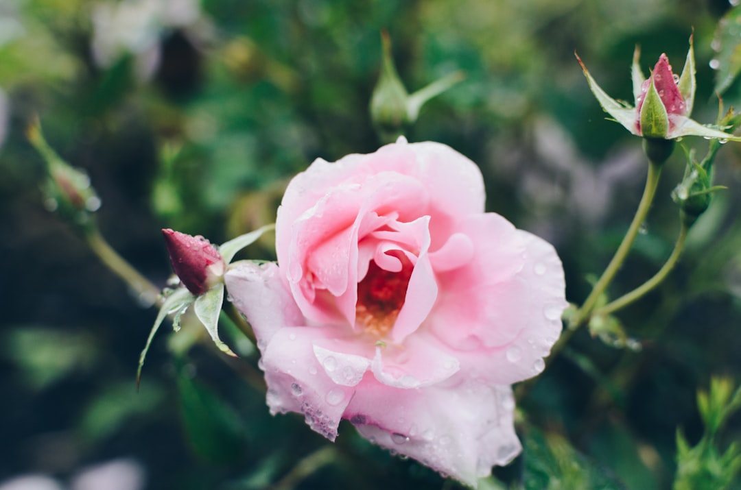 pink rose flower