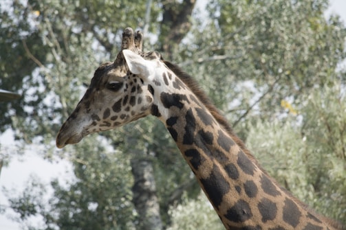 A close-up photo of an okapi's striking striped hind legs blending into the lush green Congo rainforest.
