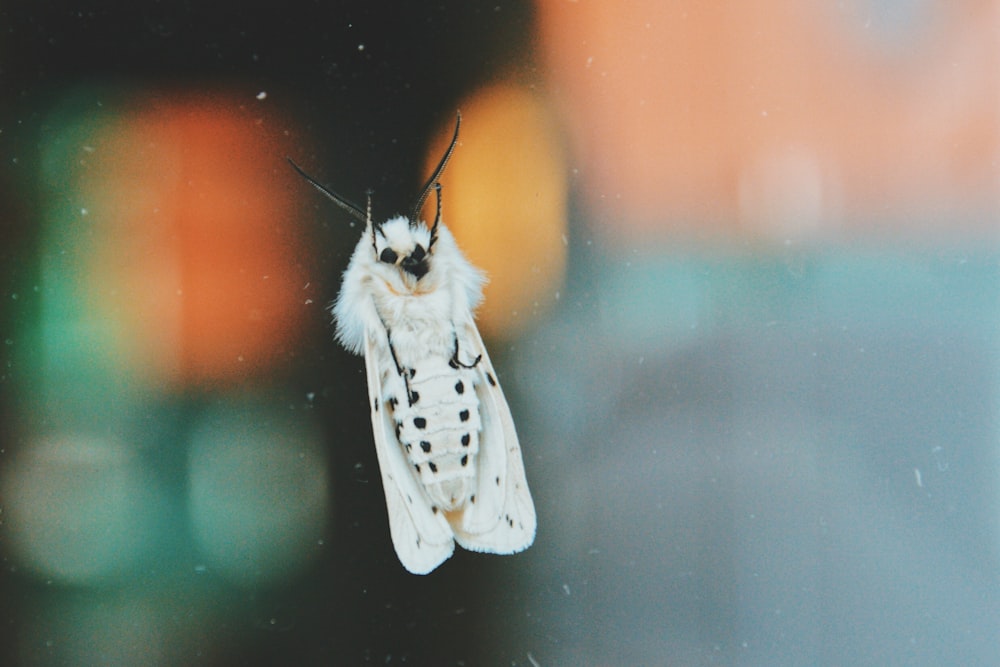 macro photography of white moth