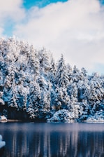 forest covered with snow