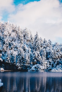 forest covered with snow