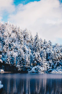 forest covered with snow