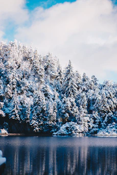 forest covered with snow