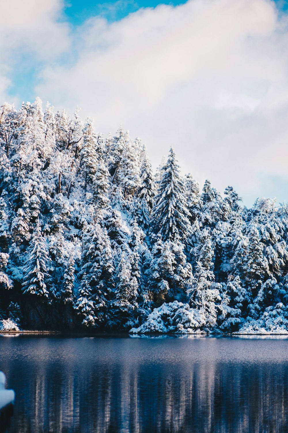 Mit Schnee bedeckter Wald