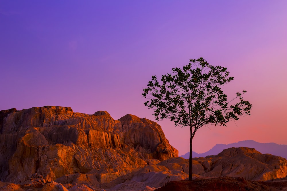 silueta de árbol cerca de formaciones rocosas bajo un cielo azul durante el día