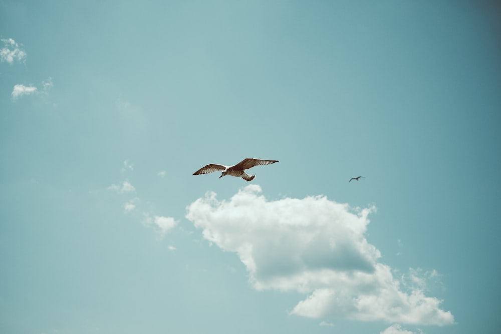 brown and white eagle bird flying