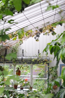 A lush indoor garden area featuring a white wooden structure with a slanted roof, draped with vining plants and clusters of dark grapes. The space is filled with potted plants of various types, and a large glass window reveals more greenery outside. An amber bottle and more pots are visible on a shelf near the window.