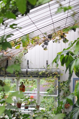 A lush indoor garden area featuring a white wooden structure with a slanted roof, draped with vining plants and clusters of dark grapes. The space is filled with potted plants of various types, and a large glass window reveals more greenery outside. An amber bottle and more pots are visible on a shelf near the window.