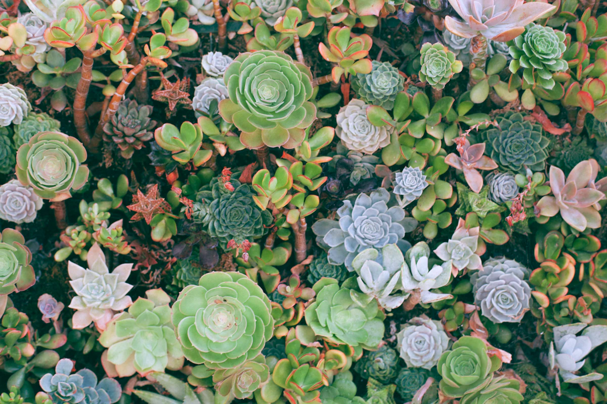 Top view of succulent plants