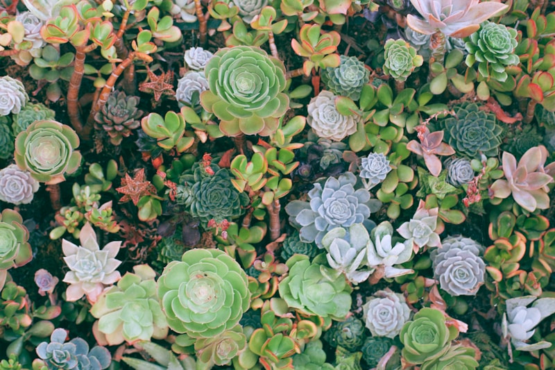 Succulents