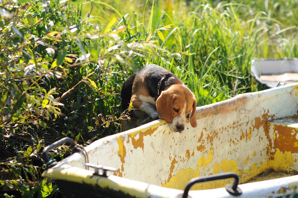 adult tricolor beagle