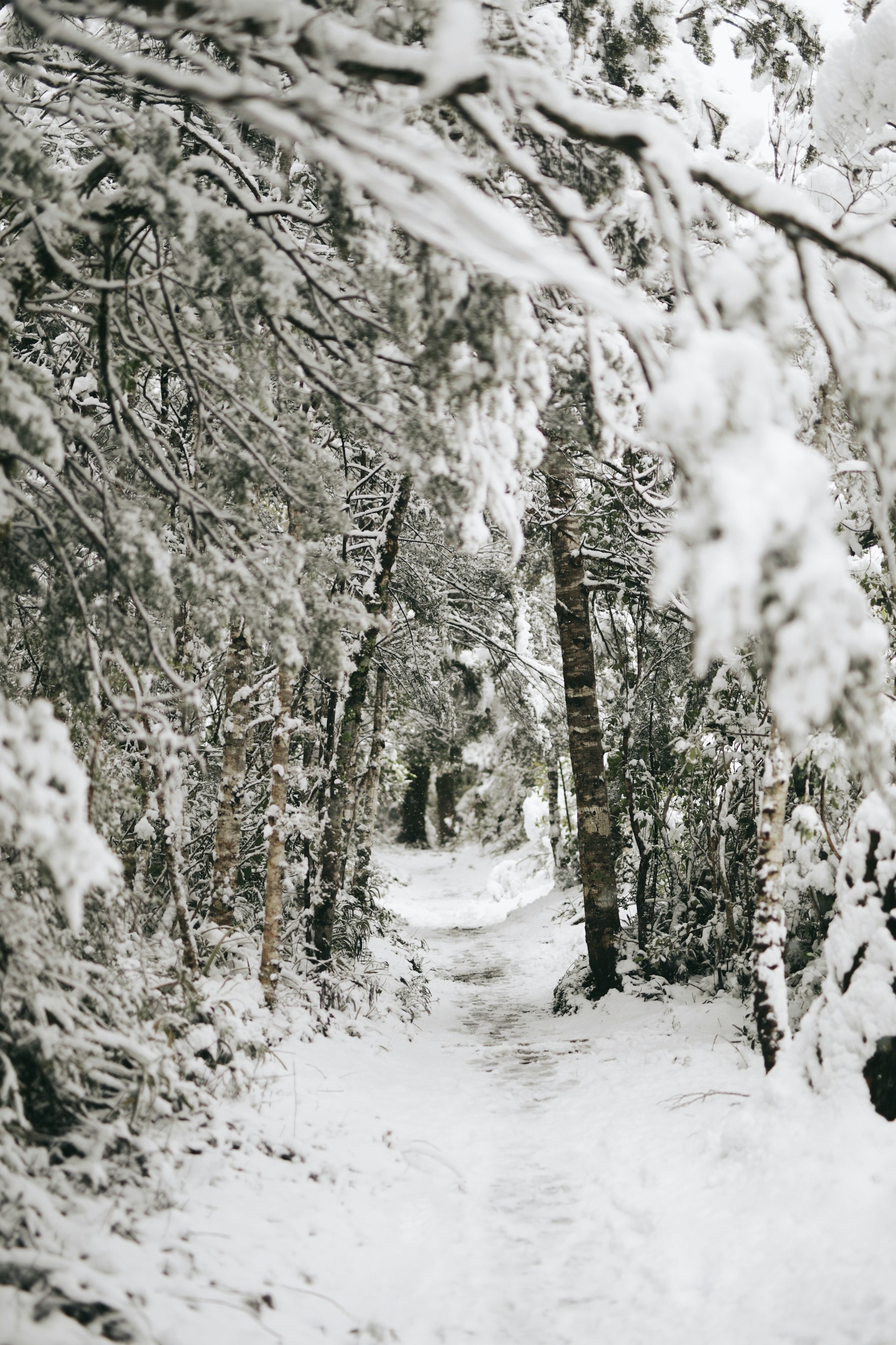 trees covered by snow