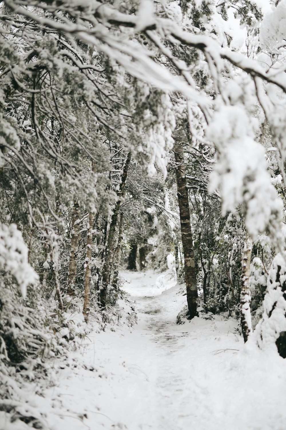 trees covered by snow