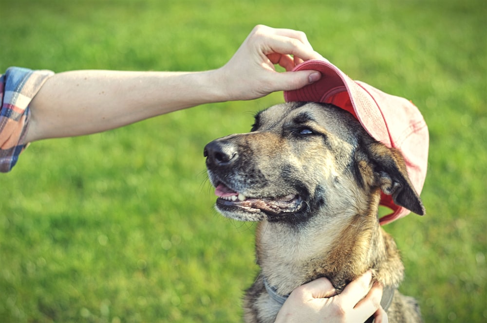 adult short-coated brown dog wearing red fitted cap