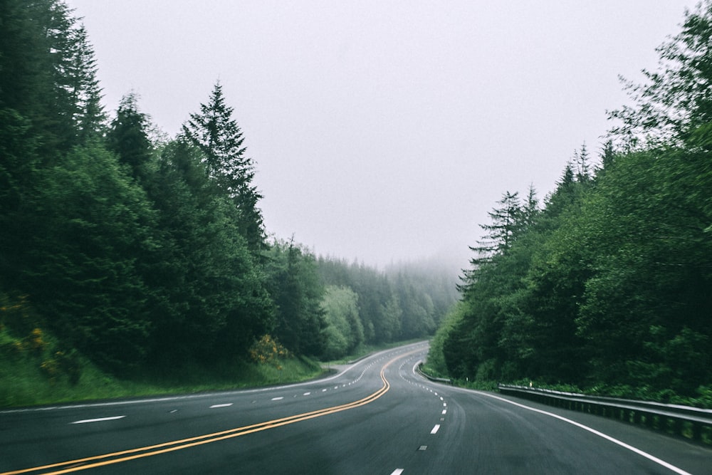 black asphalt road in between trees with foggy weather