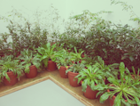 A collection of various potted plants arranged along the edge of a raised wooden platform. The plants are vibrant green, housed in terracotta pots, with some taller plants in the background and shorter, bushier ones in the foreground.
