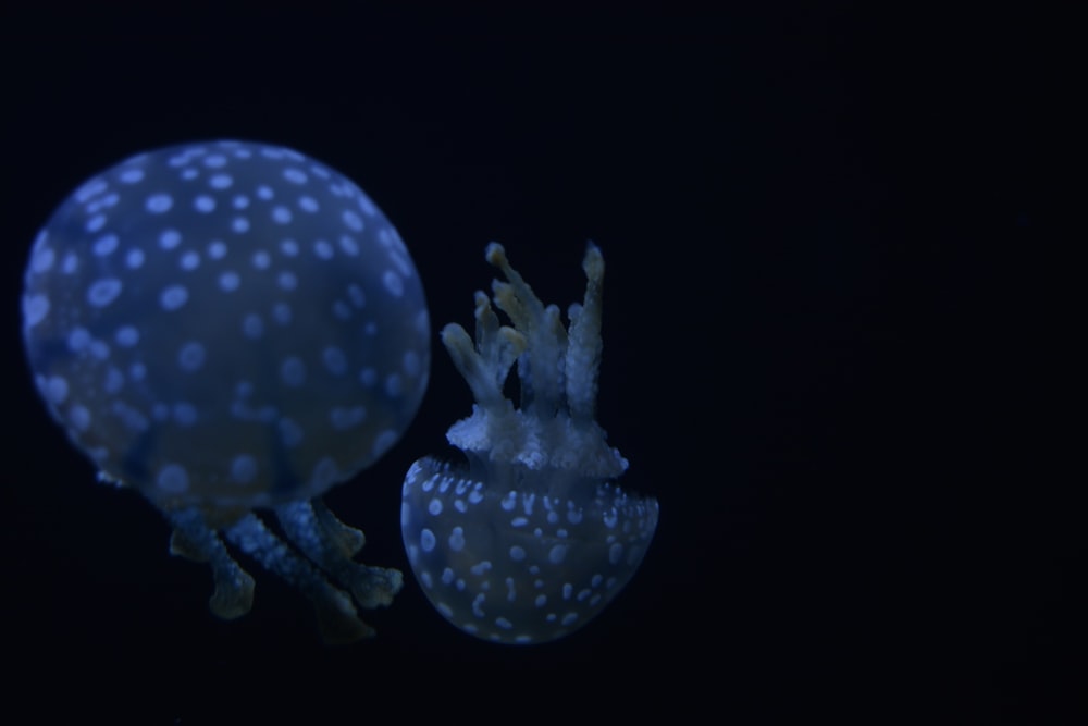 two luminescent jellyfishes