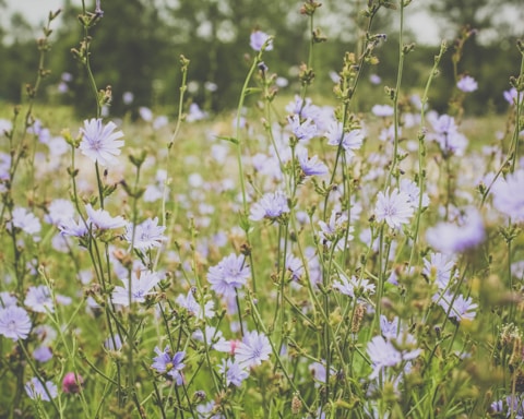 purple flowers