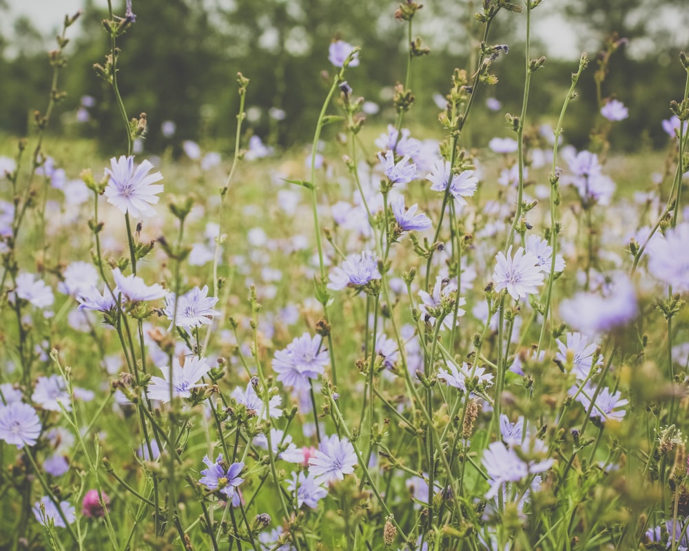 purple flowers