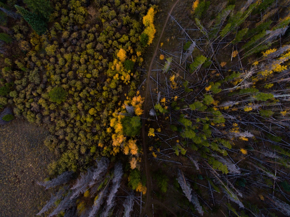 Vista aérea fotografia de flor de pétalas amarelas e vermelhas
