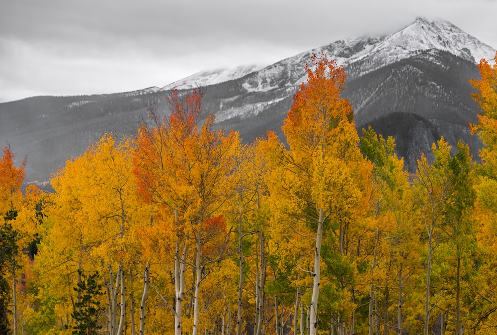 forêt avec vue sur la montagne sous ciel gris