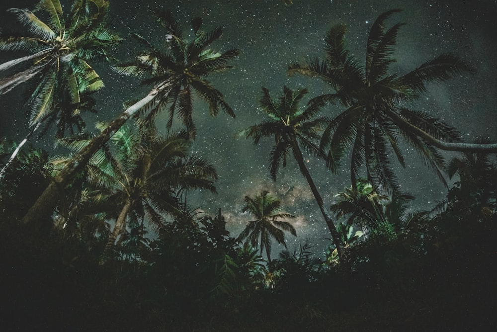 별을 배경으로 한 코코넛 나무의 로우 앵글 사진